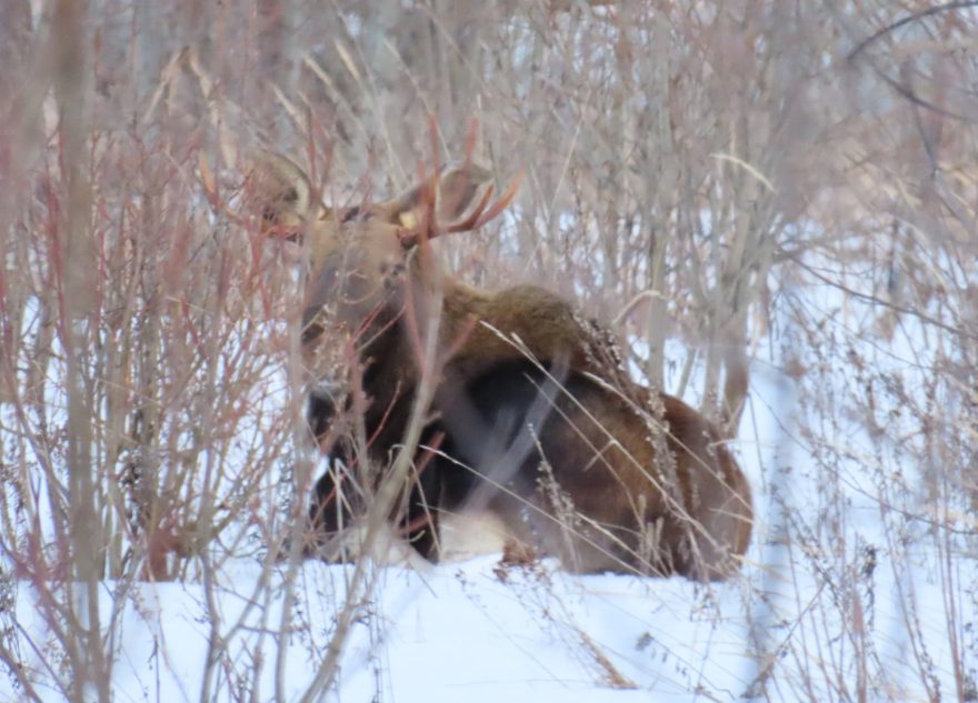 В Тверской области мужчина наткнулся на спящего лося