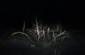 В Тверской области сняли на видео опасную кошку В Тверской области сняли на видео опасную кошку