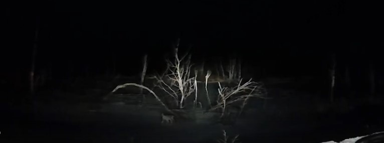 В Тверской области сняли на видео опасную кошку В Тверской области сняли на видео опасную кошку