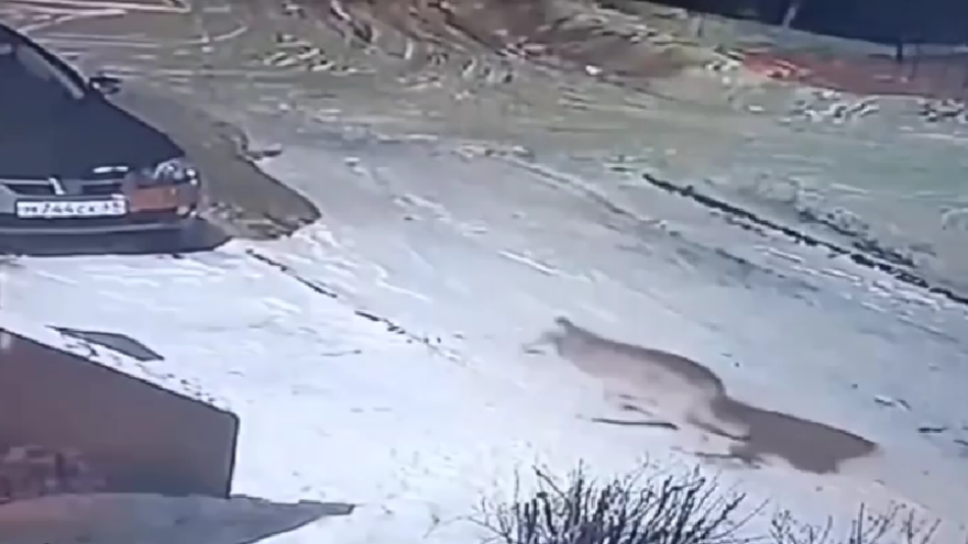 В Тверской области началось нашествие волков