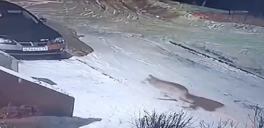 В Тверской области началось нашествие волков