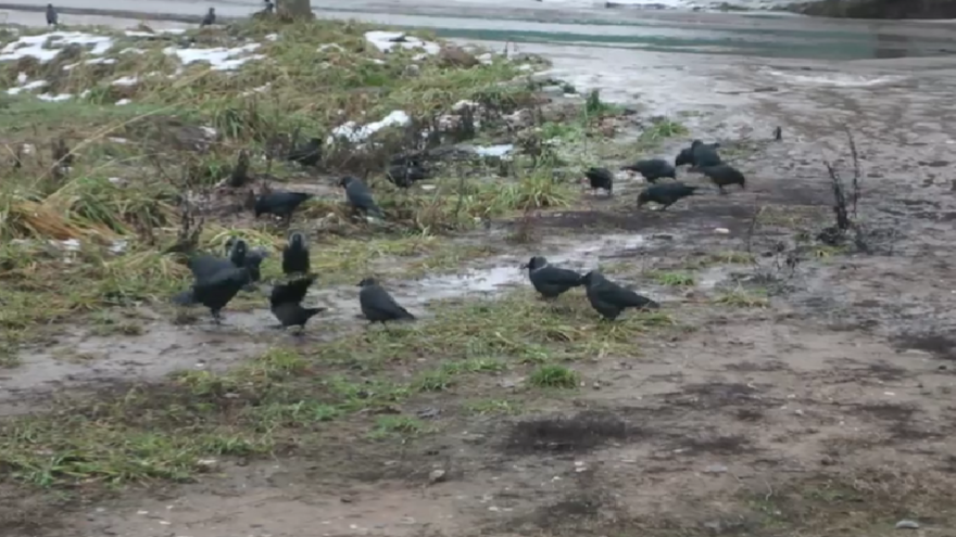 В Твери галки неожиданно начали классовую борьбу