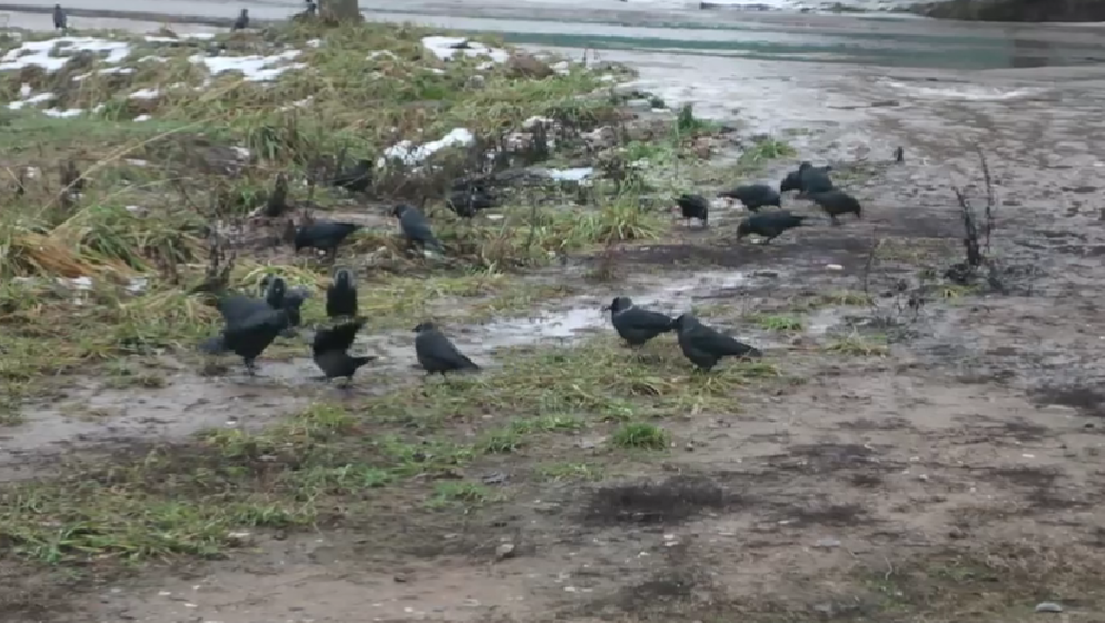 В Твери галки неожиданно начали классовую борьбу