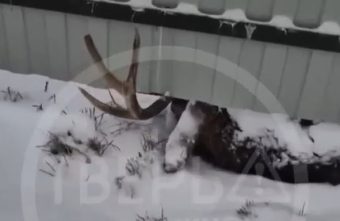 В Тверской области у забора жилого дома нашли мертвого оленя