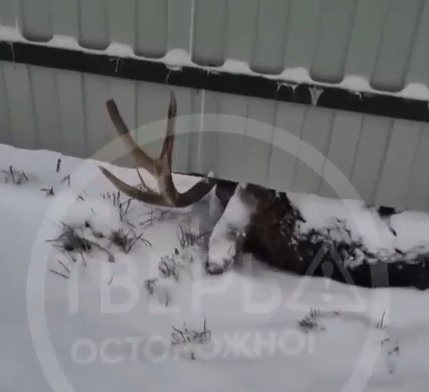 В Тверской области у забора жилого дома нашли мертвого оленя В Тверской области у забора жилого дома нашли мертвого оленя