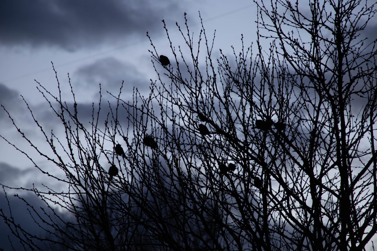 Синоптики рассказали, чем удивит погода на выходных жителей Тверской области