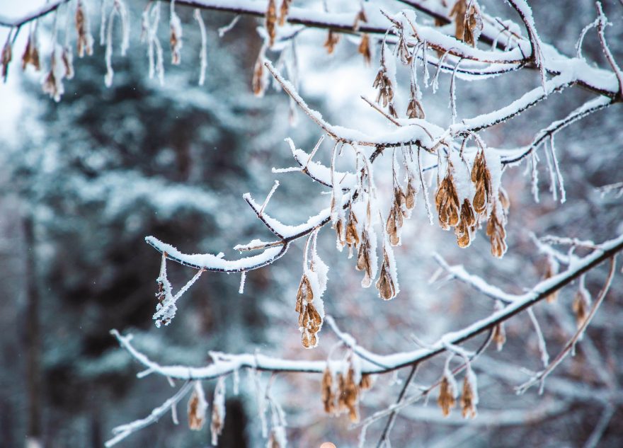 Жителей Тверской области предупредили о приходе заморозков