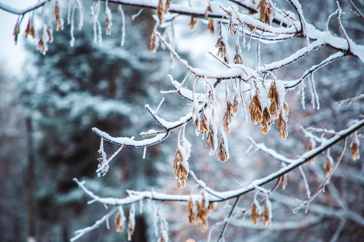 Жителей Тверской области предупредили о приходе заморозков
