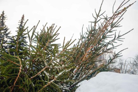 В Госдуме посоветовали, как правильно утилизировать елку