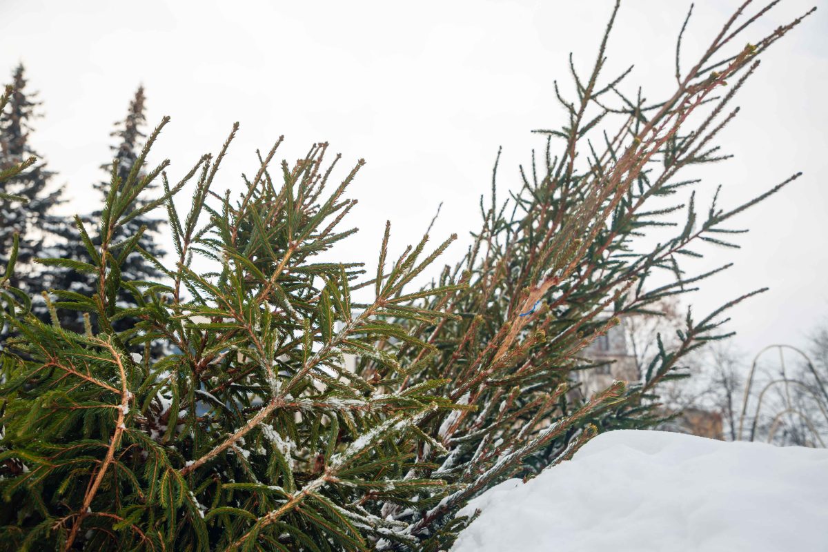 В Госдуме посоветовали, как правильно утилизировать елку