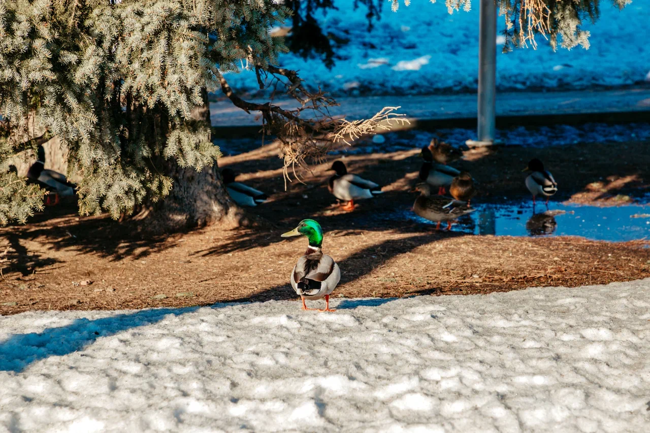 Жителям Тверской области рассказали, как надолго придет весна