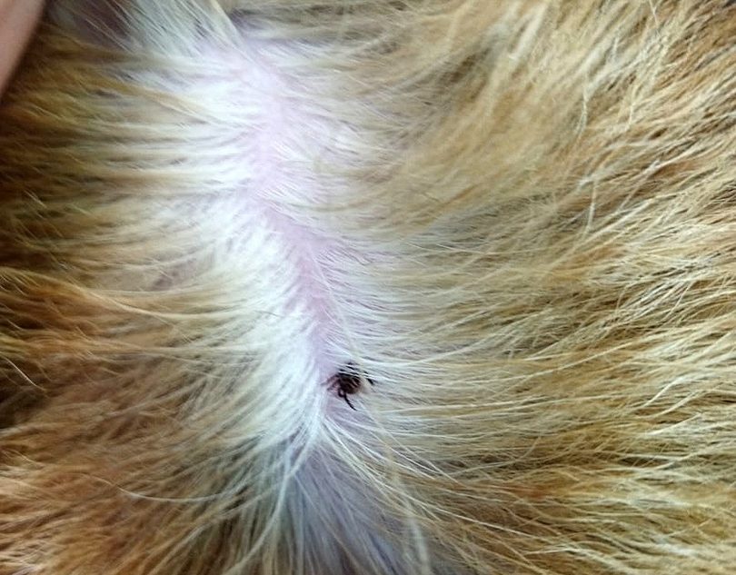 Из-за теплой зимы в Тверской области уже проснулись клещи