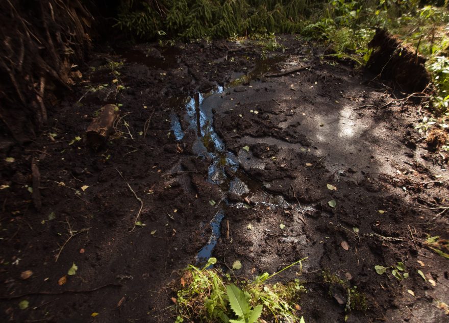 Проект по вторичному обводнению торфяников в Тверской области зарегистрирован в Национальном реестре углеродных единиц