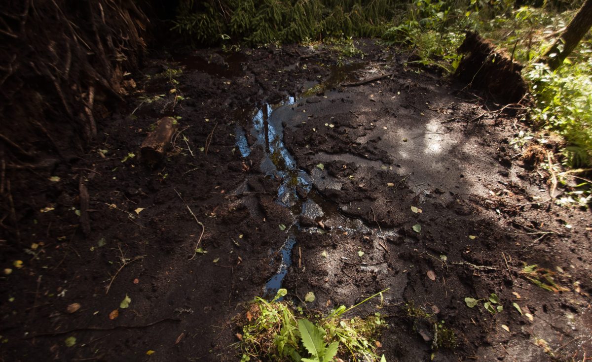 Проект по вторичному обводнению торфяников в Тверской области зарегистрирован в Национальном реестре углеродных единиц