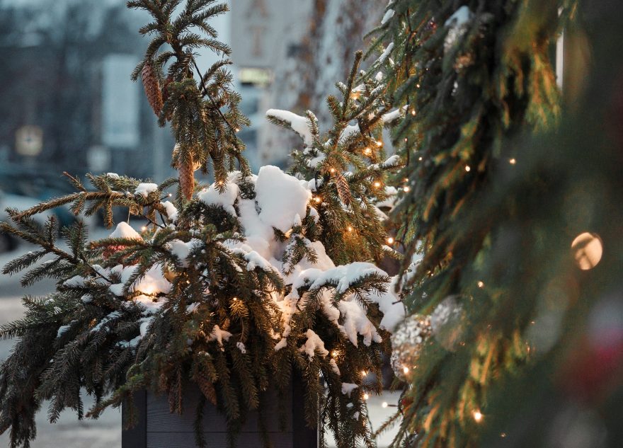 Россиянам напомнили о штрафах за выброс елки