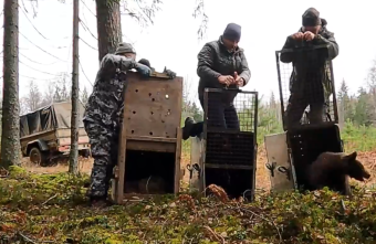 В Тверской области медвежат-сирот выпустили на волю В Тверской области медвежат-сирот выпустили на волю