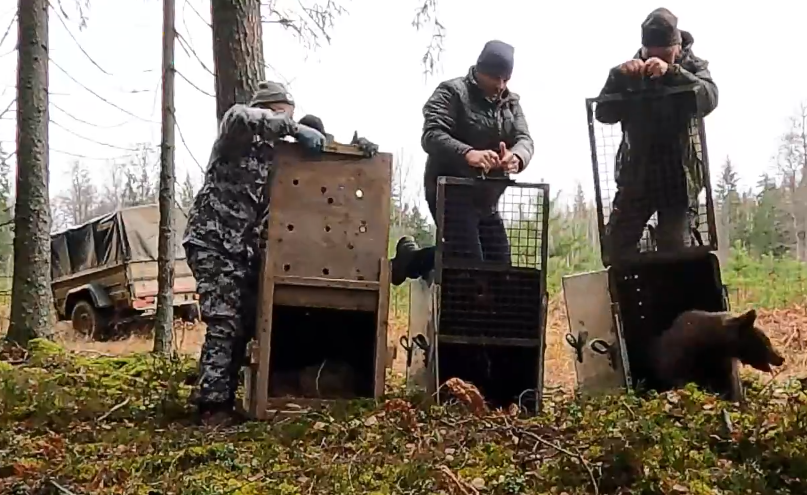 В Тверской области медвежат-сирот выпустили на волю