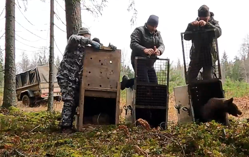 В Тверской области медвежат-сирот выпустили на волю В Тверской области медвежат-сирот выпустили на волю