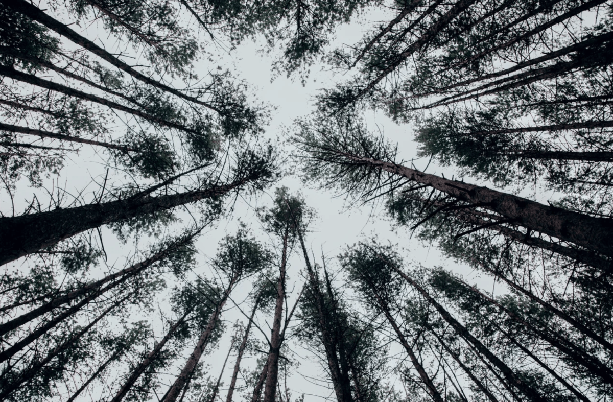 В Тверской области продолжается работа по утверждению границ особо охраняемых природных территорий