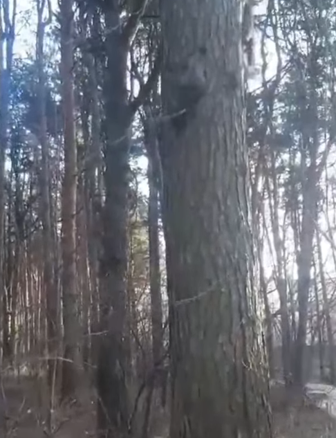 Влюбленных белок заметили жители Тверской области