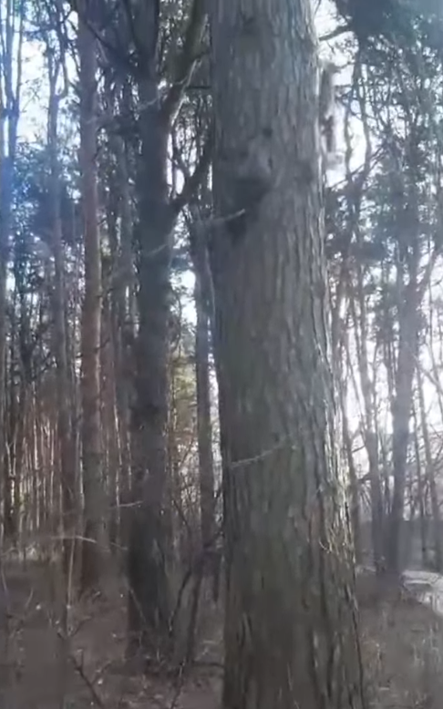 Влюбленных белок заметили жители Тверской области