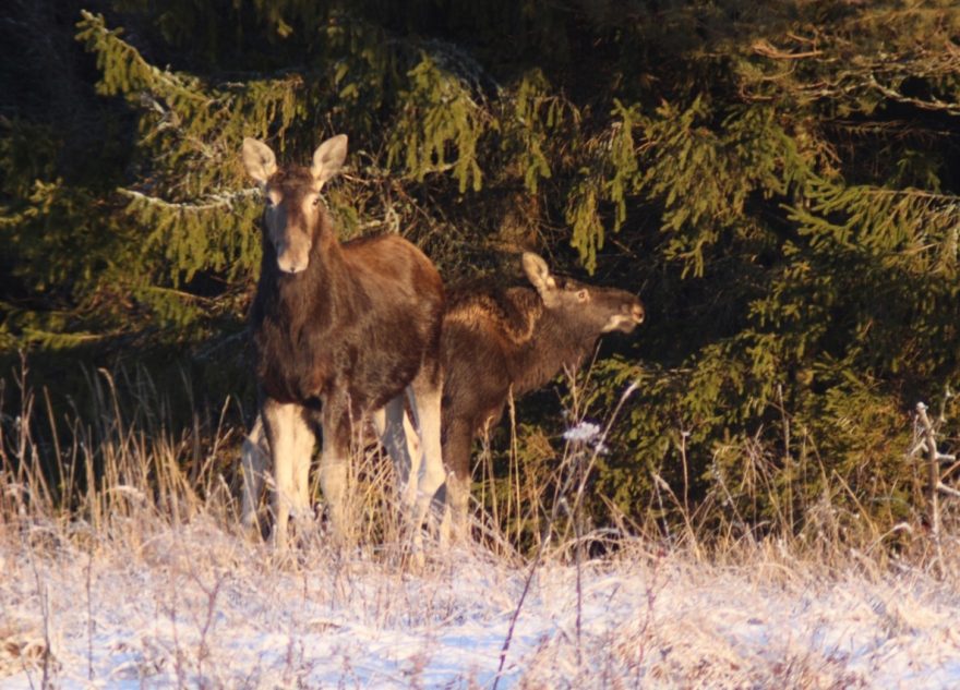 Лоси устроили игру в прятки с фотографом в Тверской области