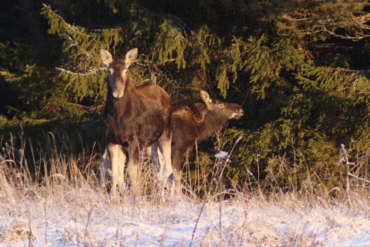 Лоси устроили игру в прятки с фотографом в Тверской области Лоси устроили игру в прятки с фотографом в Тверской области