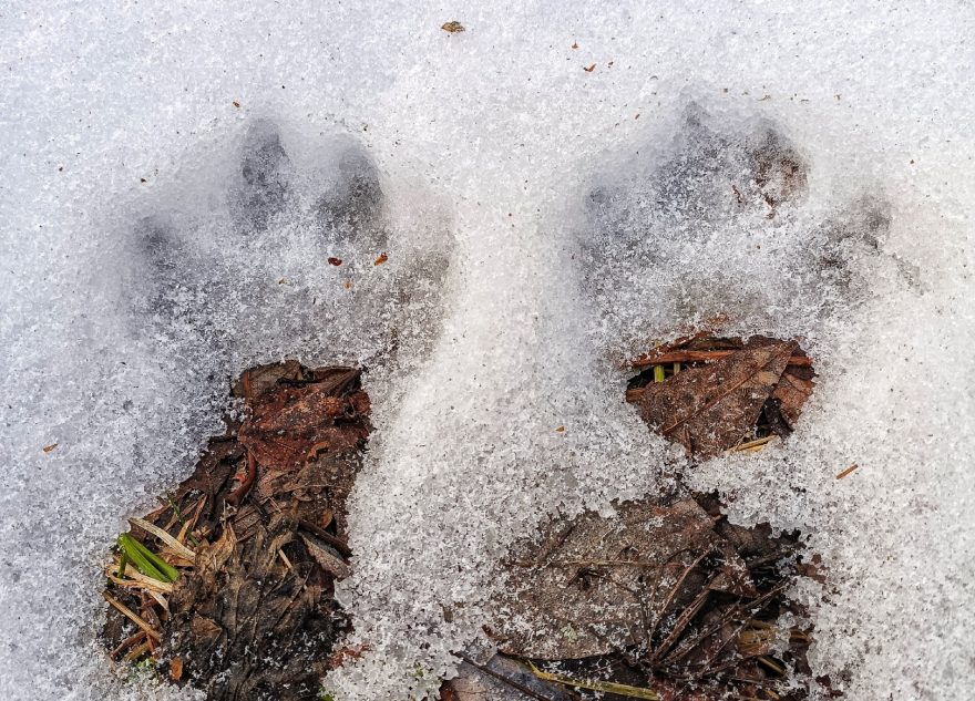 Тверичане гадают о необычных следах на снегу