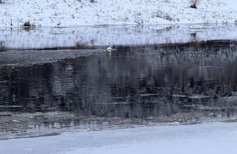 В Тверской области заметили зимующего лебедя. Дождется ли он весны? В Тверской области заметили зимующего лебедя. Дождется ли он весны?