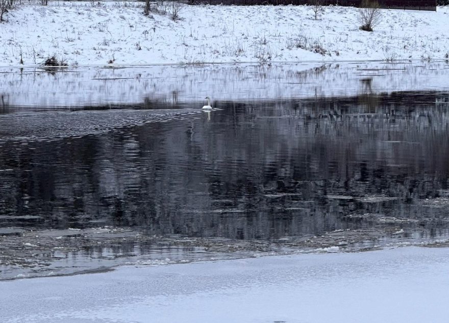 В Тверской области заметили зимующего лебедя. Дождется ли он весны?