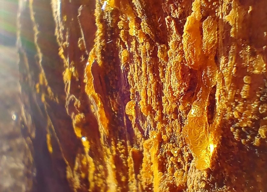 В Тверской области по деревьям заструилось золото