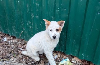Щенку, застрявшему между заборами в Твери, срочно ищут дом Щенку, застрявшему между заборами в Твери, срочно ищут дом