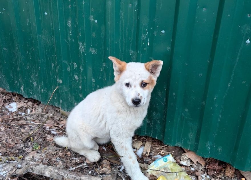 Щенку, застрявшему между заборами в Твери, срочно ищут дом