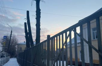 Жители Тверской области в шоке от обработки городских деревьев Жители Тверской области в шоке от обработки городских деревьев