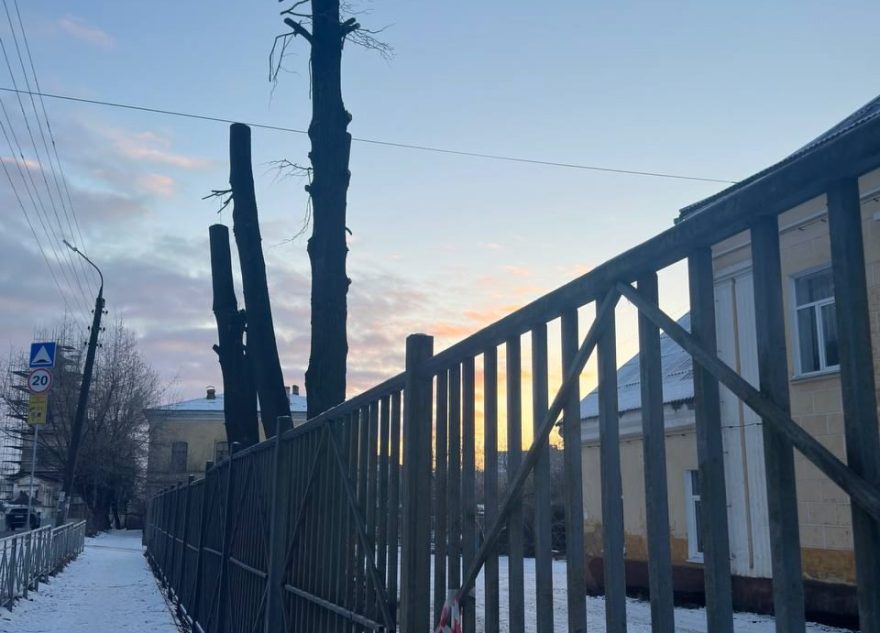 Жители Тверской области в шоке от обработки городских деревьев