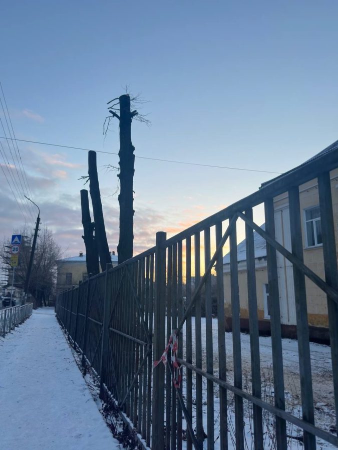 Жители Тверской области в шоке от обработки городских деревьев