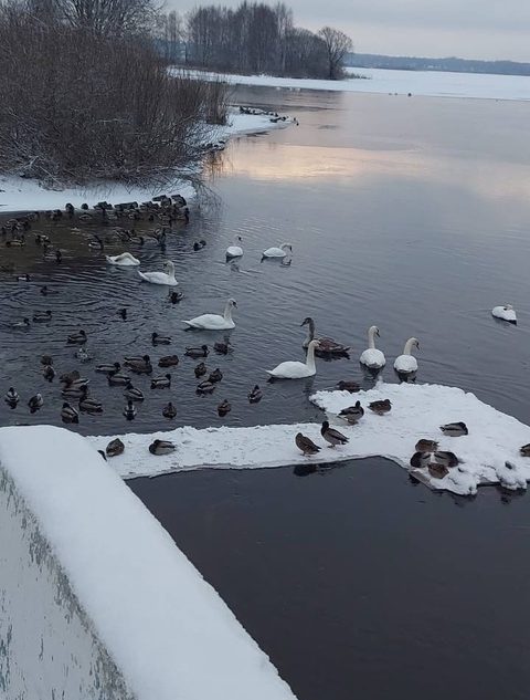 В Тверскую область прилетела крупная стая лебедей
