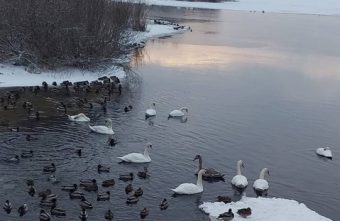 В Тверскую область прилетела крупная стая лебедей
