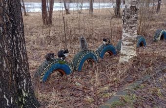 Коты из Тверской области утром выходят на зарядку Коты из Тверской области утром выходят на зарядку