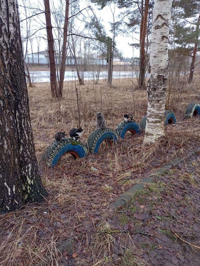 Коты из Тверской области утром выходят на зарядку