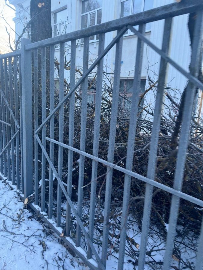 Жители Тверской области в шоке от обработки городских деревьев