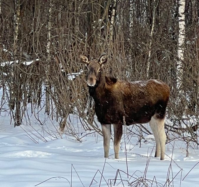 В Тверской области браконьеры убили лося и медведицу