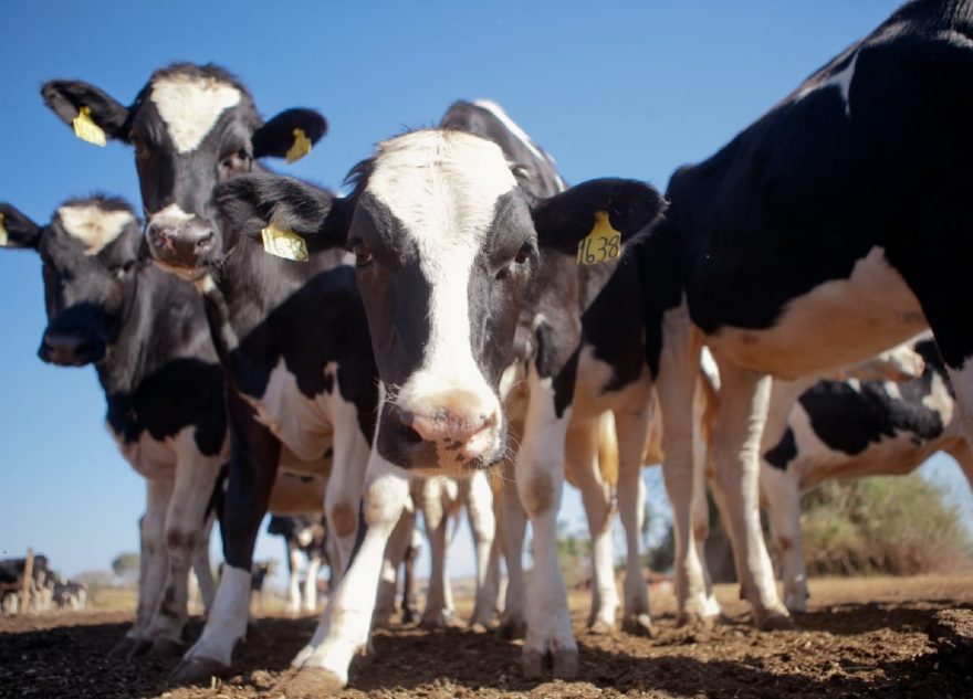 Сельхозтоваропроизводители Тверской области получат региональную поддержку в 2025 году