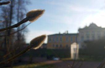Из-за теплой зимы в Твери раскрылись листья сирени, а магнолия показала бутоны