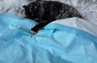 В Твери просят помочь кошке с перебитыми задними лапами В Твери просят помочь кошке с перебитыми задними лапами