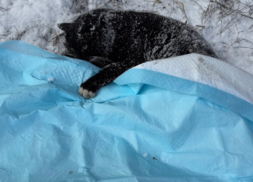 В Твери просят помочь кошке с перебитыми задними лапами