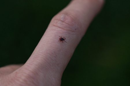 Жителям Тверской области рассказали, можно ли заливать клещей маслом