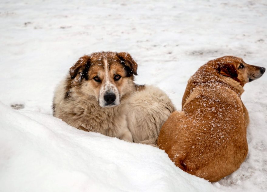 В России хотят разрешить регионам уничтожать бродячих собак