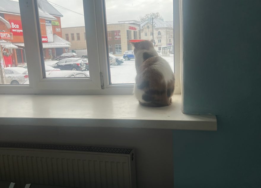 Жители Тверской области рассказали, справляется ли пушистый смотритель вокзала со своими обязанностями