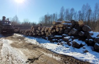 В Тверской области незаконно вырубили лес на 22 миллиона рублей В Тверской области незаконно вырубили лес на 22 миллиона рублей